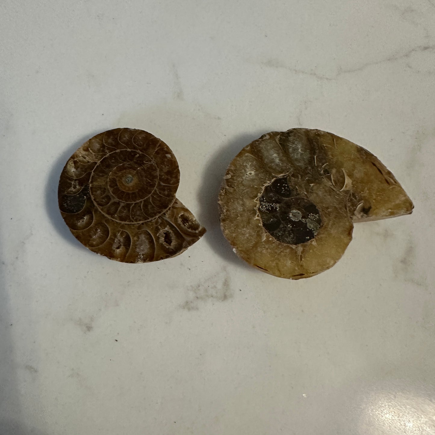 Jurassic Treasures: Ammonite Fossil Specimes