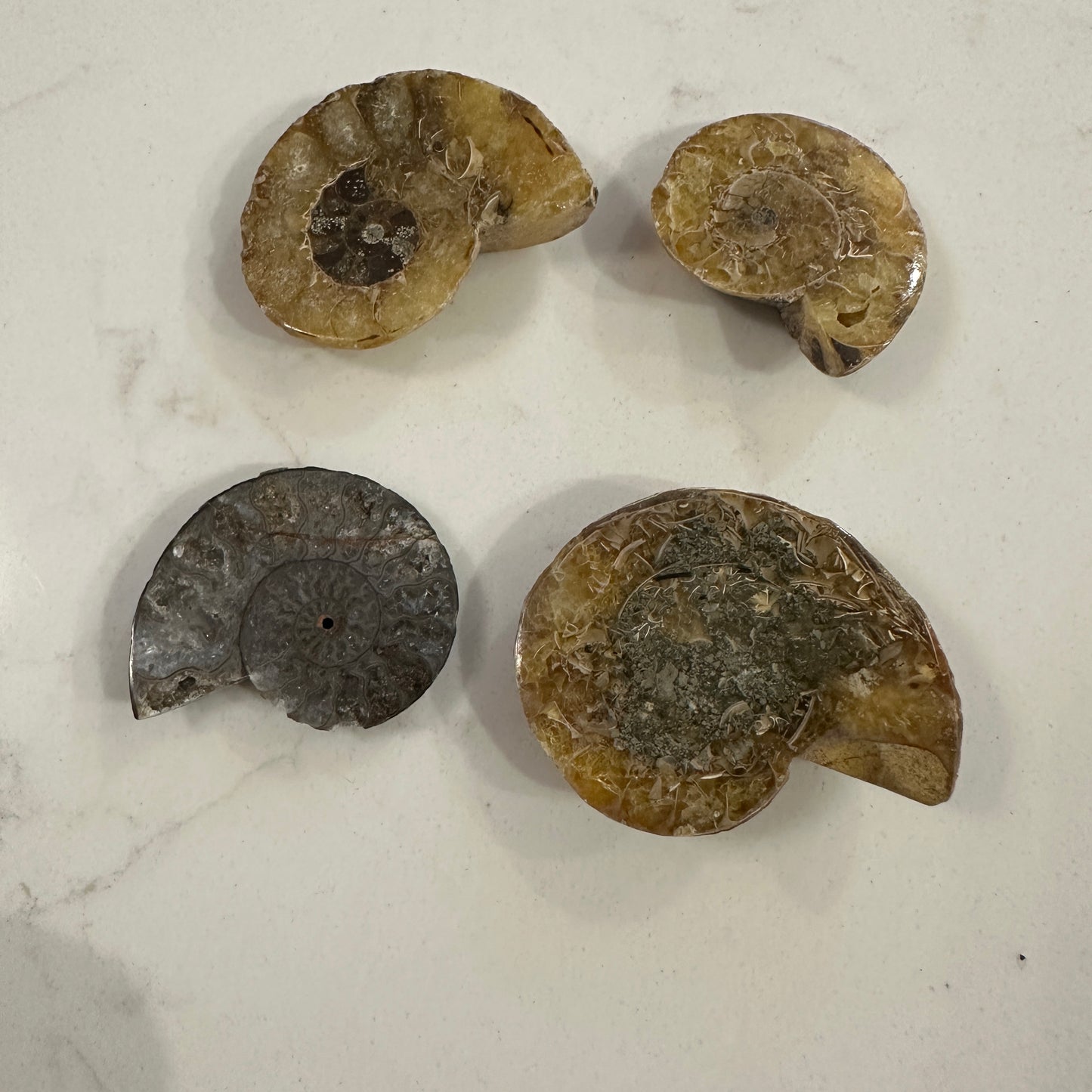 Jurassic Treasures: Ammonite Fossil Specimes